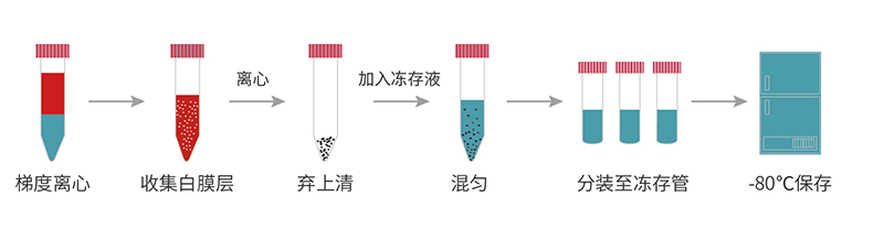 顶点PBMC快速冻存液流程图.jpg